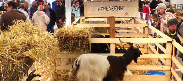 chevre faverges 640x280